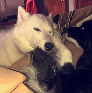 Meet your Posher, Abigail